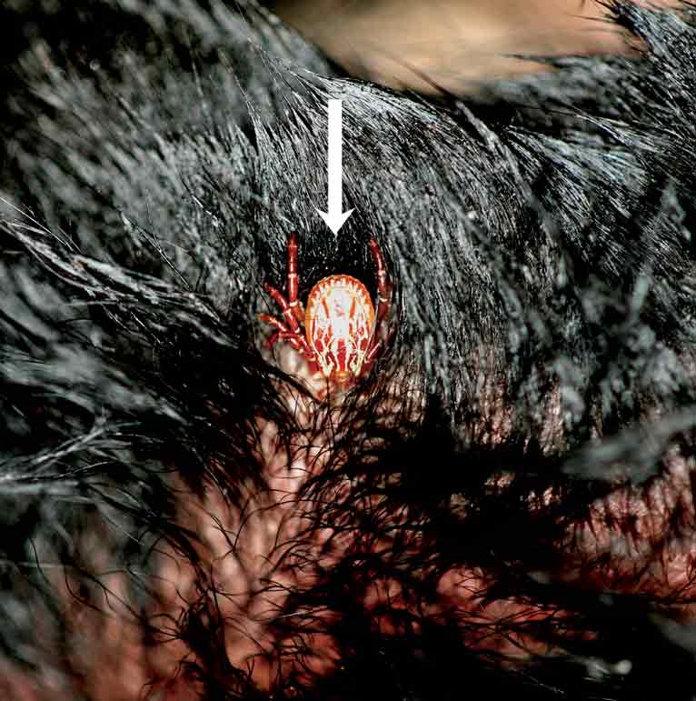 Worming – where we are and where we should go