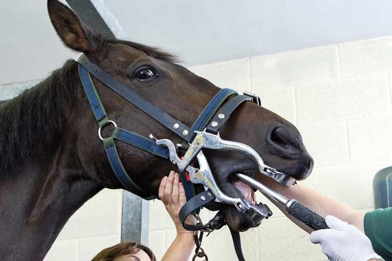 Survey reveals owners’ horse health practices