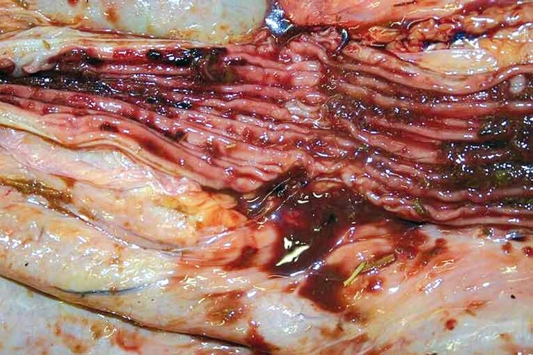 Incidence, spread and control of coccidiosis in cattle and sheep