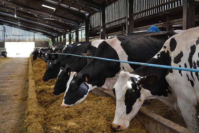 Trace mineral testing in cattle: where and what to look for