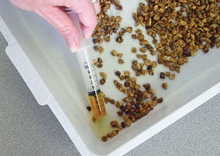 Cat-friendly urine sampling tips