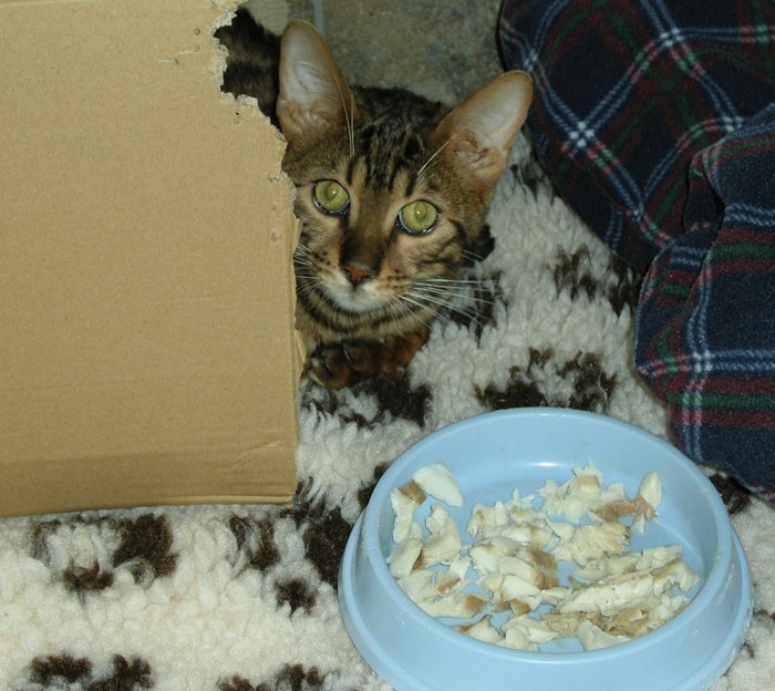 Dietary therapy for chronic kidney disease in cats and dogs