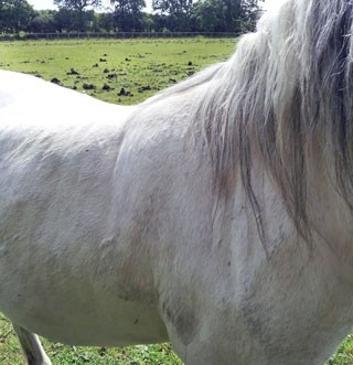Risks of non-compliance in equine dietary control