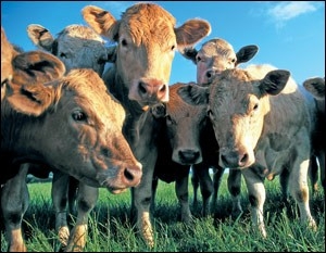 Improving cows’ environment may reduce need for antibiotics