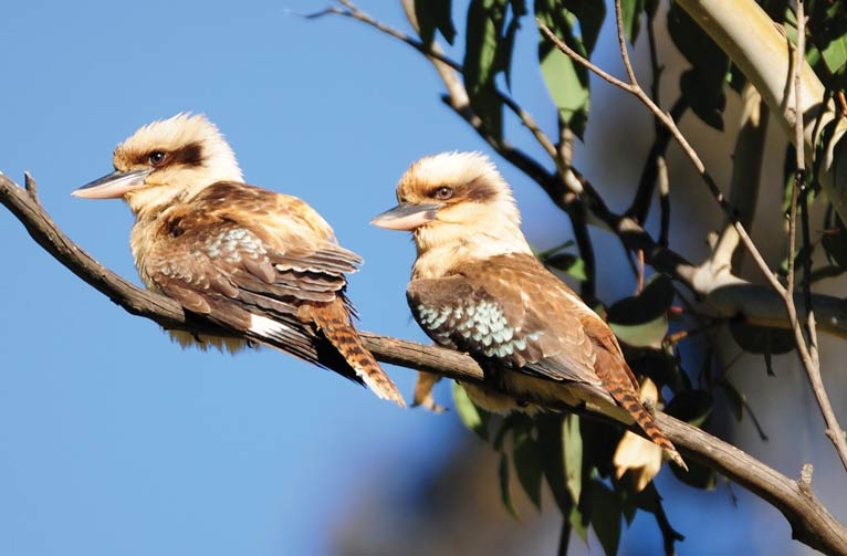 Adopt an Aussie outlook to make life in practice more rewarding