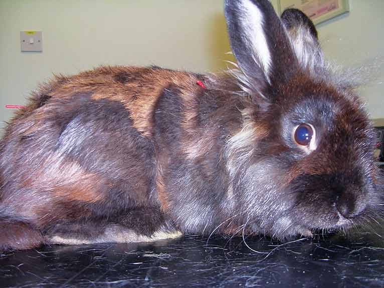 Tips and techniques for rabbits and small furries
