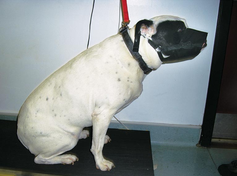 Probiotics and their validity in small animal patient therapy