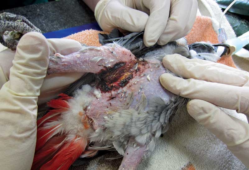 Treating superficial chronic ulcerative dermatitis in parrots