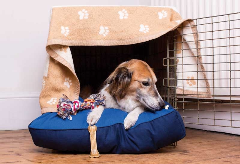 Helping companion animals with noise phobia