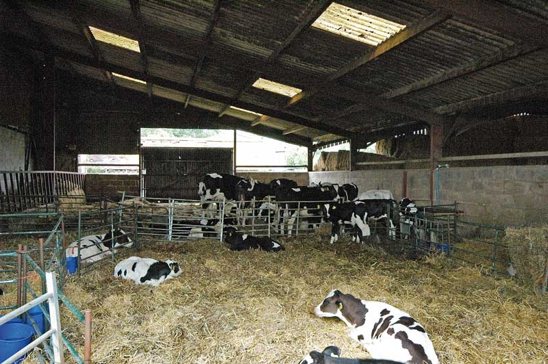 Control of calf pneumonia