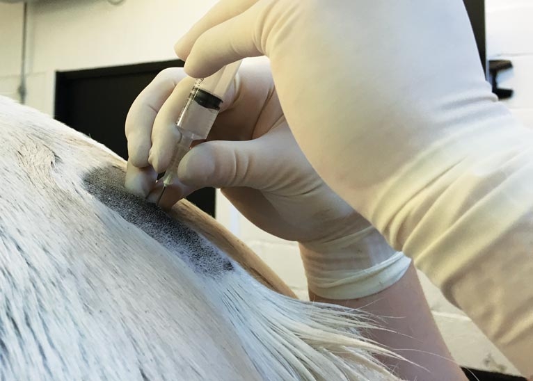 Pain management in equine patients – therapy options