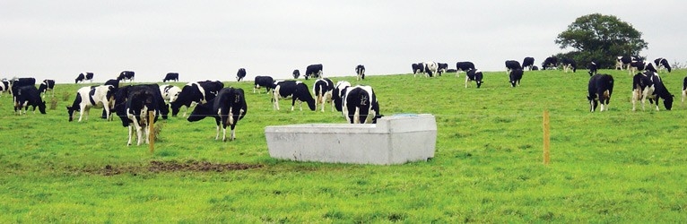 Gastrointestinal nematode control in adult dairy cattle