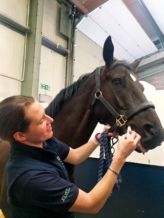 Oral sedation of horses