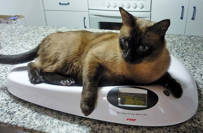 Canine and feline obesity – tackling a growing problem