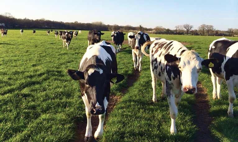 Herd health advice on preventive medicine