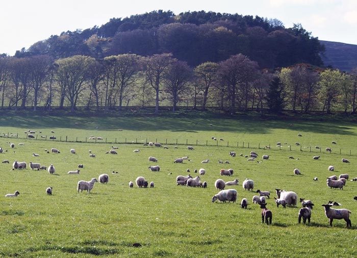 Tools for worming sheep in a changing landscape
