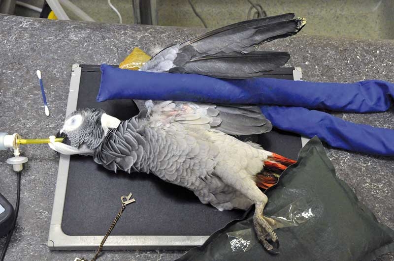 How an avian vet tackles dealing with sick birds