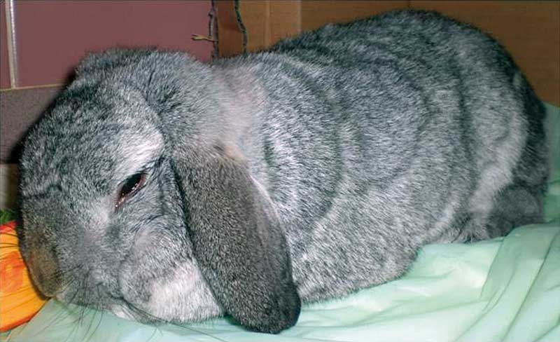 Pain recognition and its management in rabbits