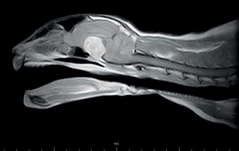 Radiotherapy in practice – part 2: uses and outcomes