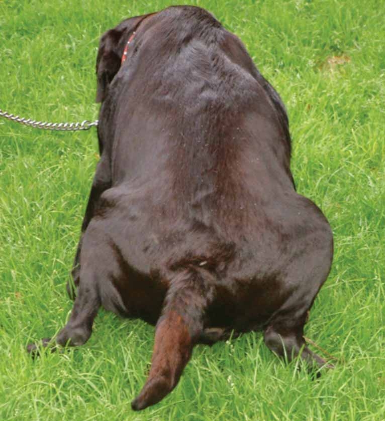 Canine hyperadrenocorticism: how not to stress about diagnosis
