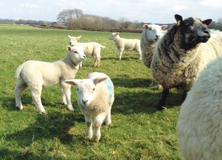 Vaccination and preventive treatments for sheep year