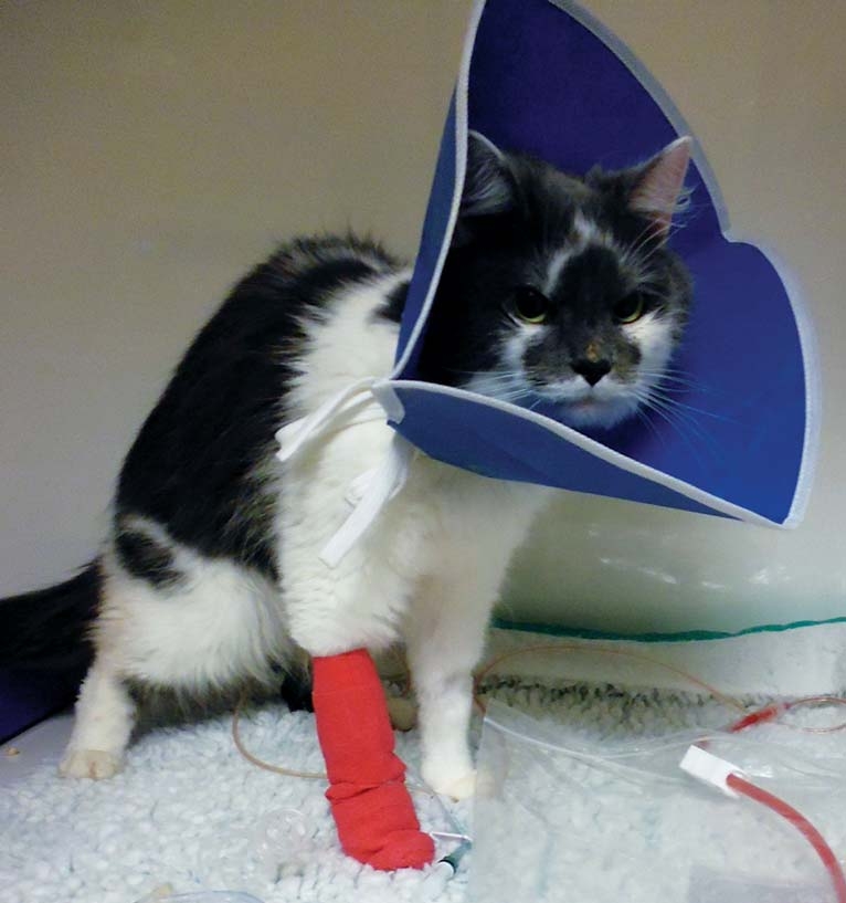 Update on managing feline lower urinary tract disease