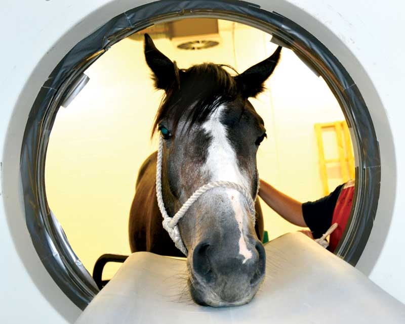 Investigating upper airway obstruction in horses