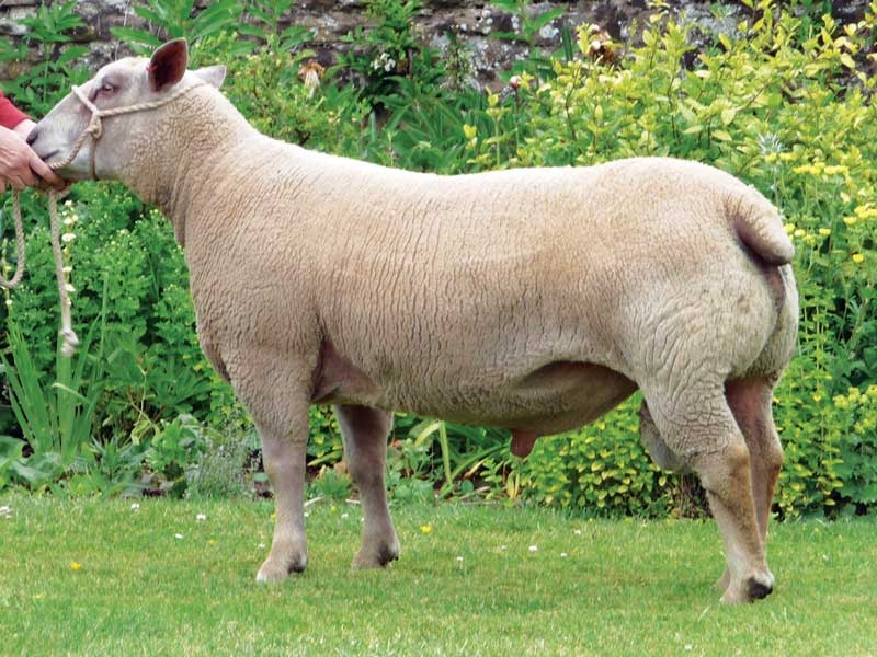 Selecting a ram prior to purchase and farm usage