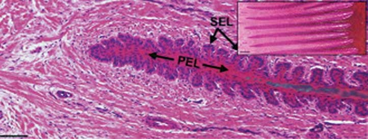 Equine laminitis – aetiology, pathogenesis and prevention