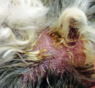 Management and treatment of small animal skin disorders