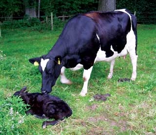 Effective management of replacement dairy heifers