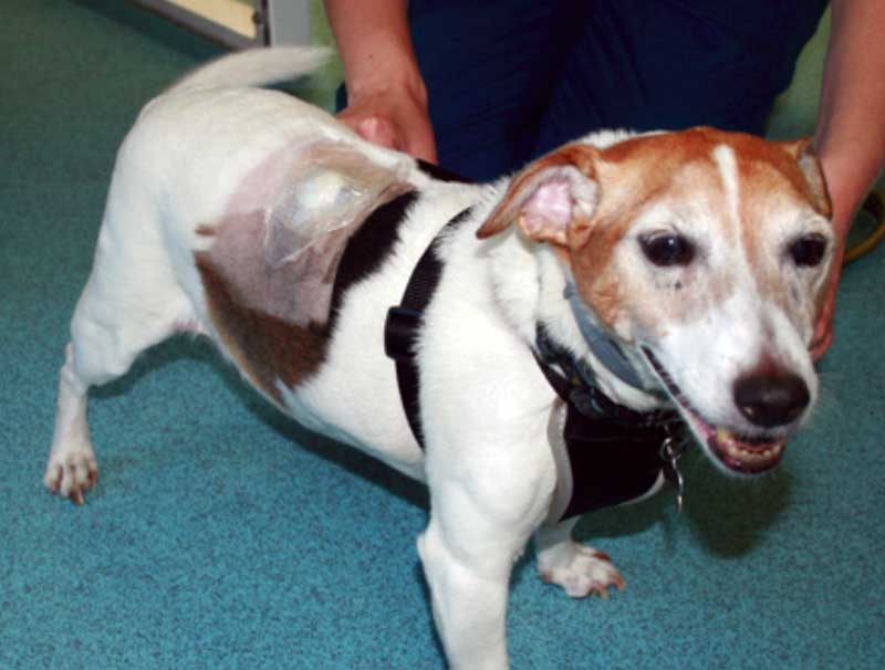 Health care and welfare of elderly companion animals