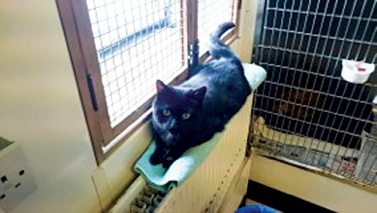 Cardiomyopathy screening in shelter cats for rehoming