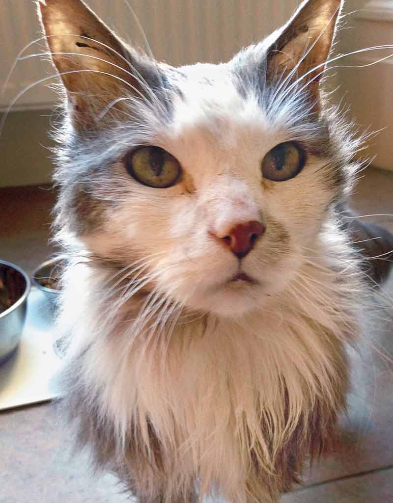 Use of antioxidants in companion animal disorders