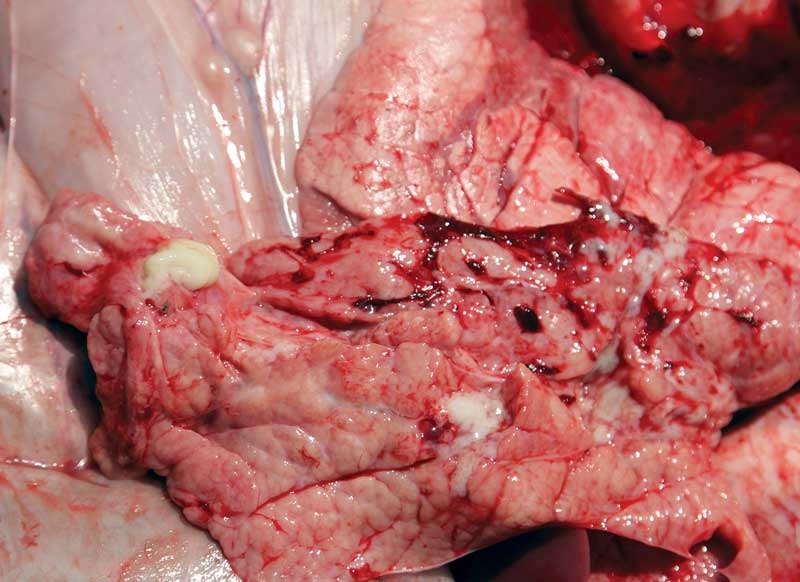 Conference discusses Mycoplasma, calving and rural development plan
