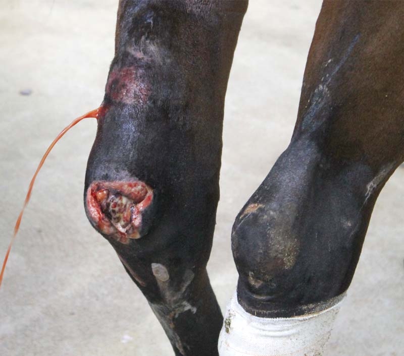 Meeting challenges of equine wound management
