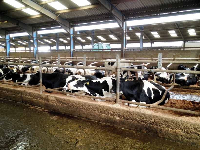 Continuous housing of dairy cows – fertility and production
