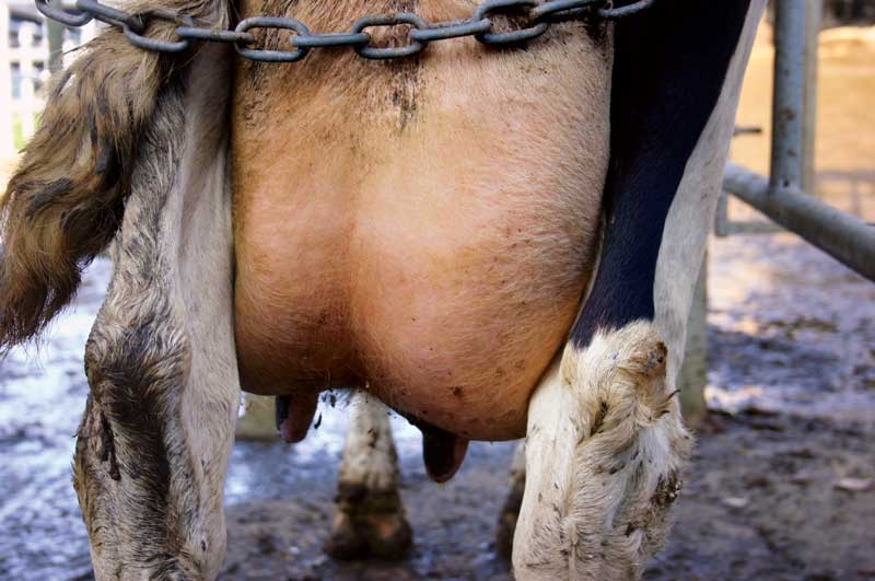Environmental mastitis treatment: NSAIDs and other approaches