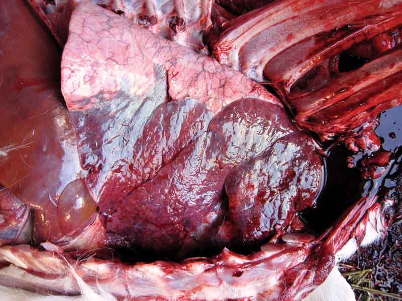 Calf pneumonia: diagnostics and vaccination protocols