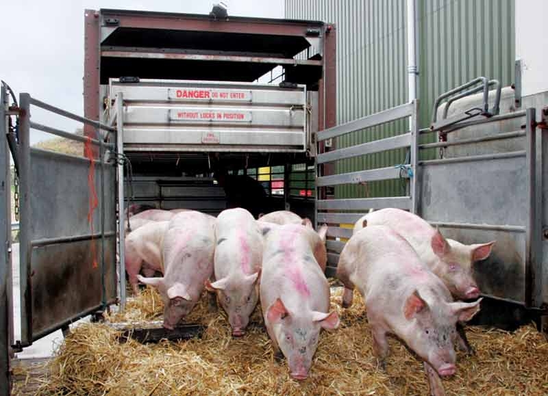 Preventive medicine strategies for pigs on commercial units