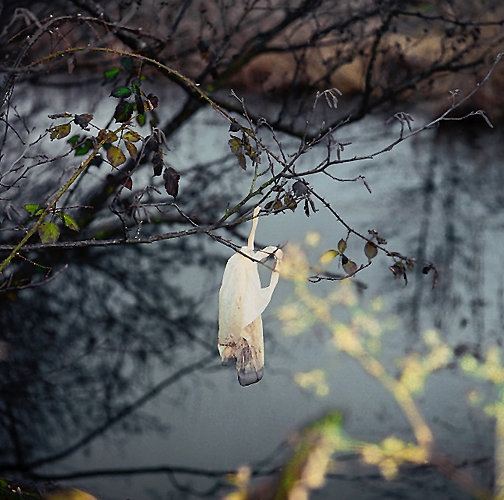 Dog poo bag etiquette – what should we do?