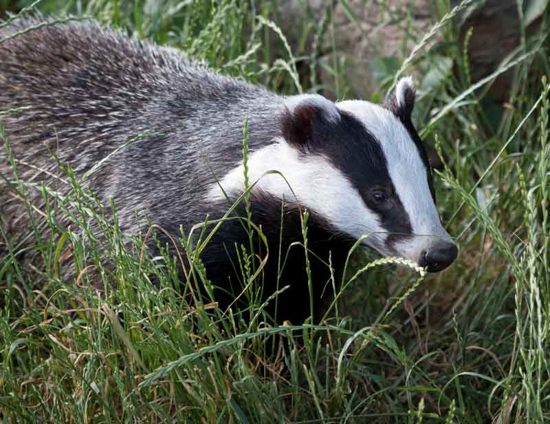 Badgers with TB should be subject to same rules as cows