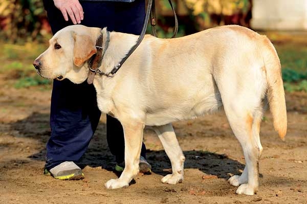 Painful Joints associated with osteoarthritis in dogs