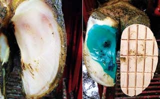 Bovine hoof care – treating claw horn lesions in cows