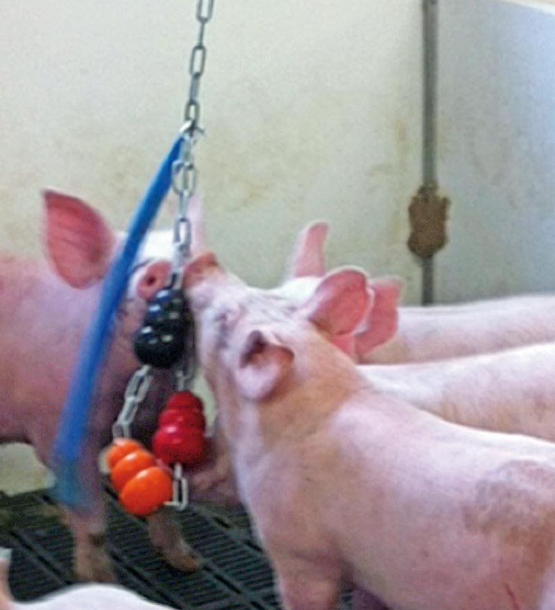 Simple fattening pig activity monitors give early warning
