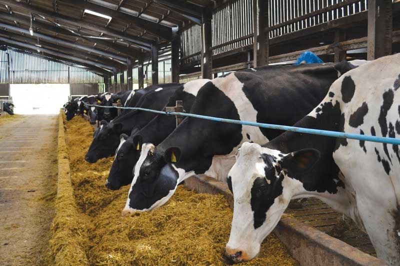 Metabolic diseases in dairy cows