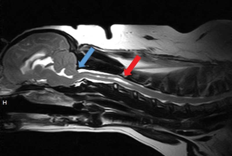 Treating neck pain in dogs – neurological five-step approach