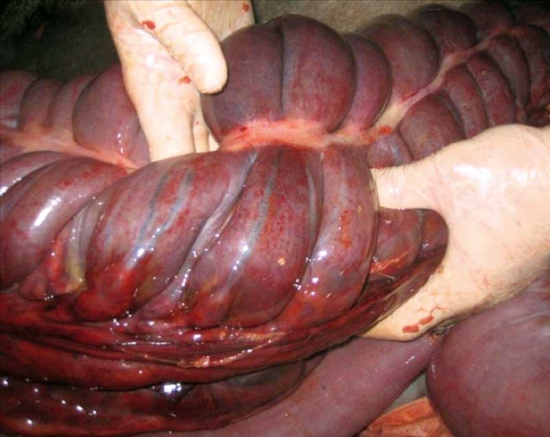Equine large colon volvulus presents surgical challenge