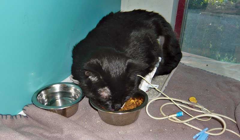Managing food refusal in critical care patients