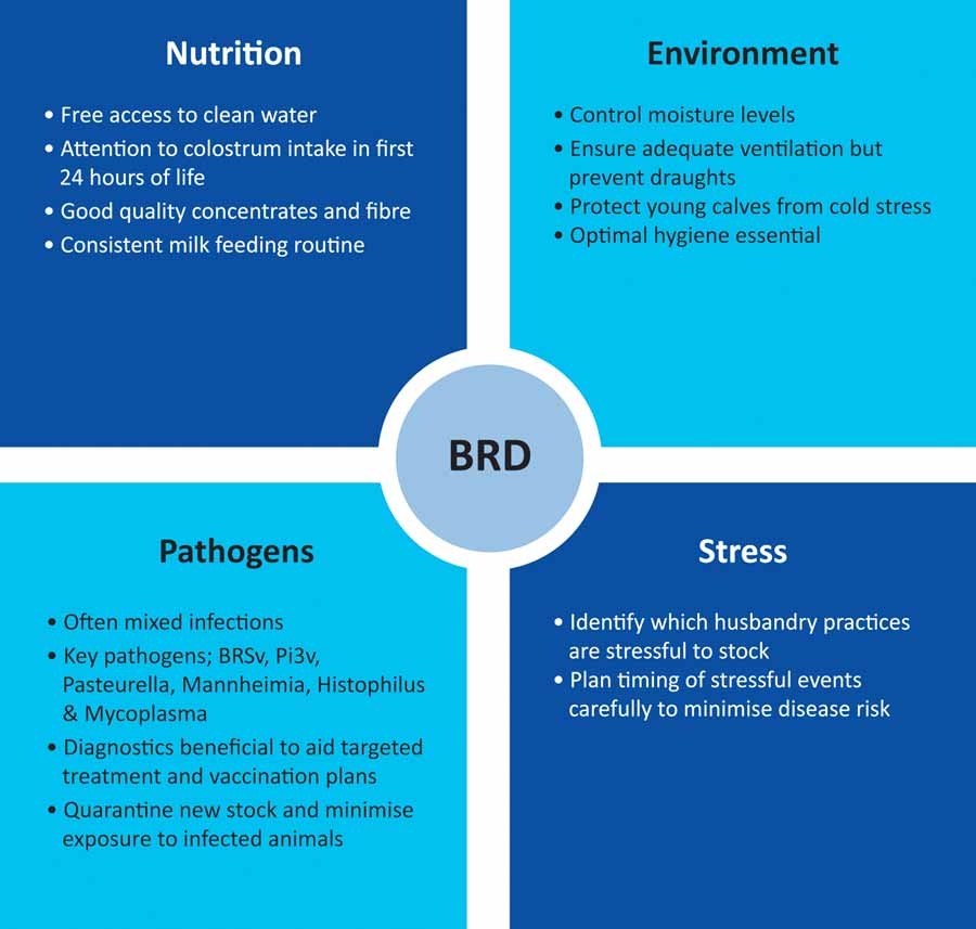 Bovine respiratory disease: management and treatment
